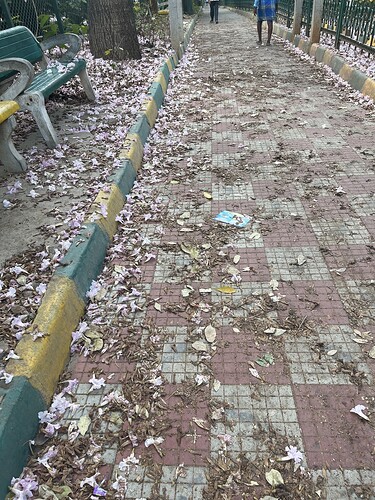 A walkway strewn with fallen pink blossoms and dried leaves, bordered by benches and a curb. (Captioned by AI)