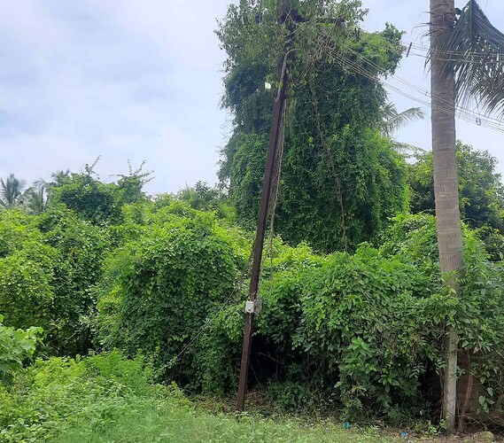 A lush green jungle with a tall tree and a power pole in the foreground. (Captioned by AI)