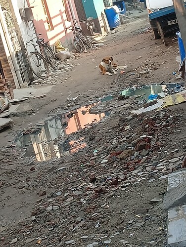 A brown and white dog rests on a littered, muddy alleyway next to parked bicycles and a puddle reflecting nearby buildings. (Captioned by AI)