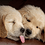 chitra_dhavale